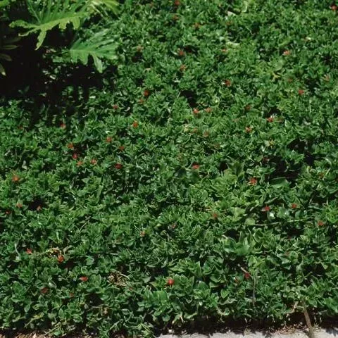 thumbnail for publication: Mesembryanthemum cordifolium: Baby Sun Rose, Heartleaf Iceplant